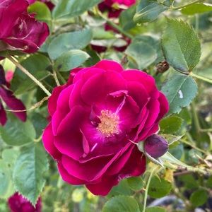 Meet your Posher, Maria